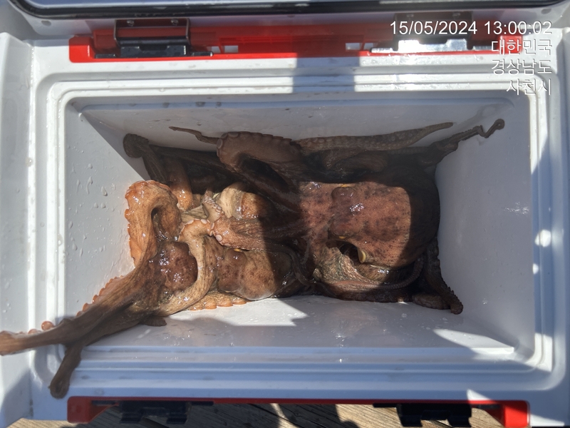 힐링호의 조황일지 이미지 - 1