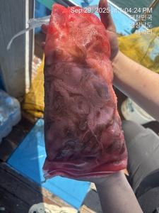 내일 쭈꾸미 출조확정 9자리여유!! 씨알굳 계속 자리많습니다 선상낚시로 잡은 물고기 조황