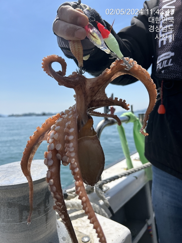 힐링호의 조황일지 이미지 - 11