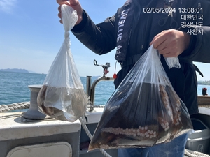 문어 출조나갑니다 선비4만원입니다 선상낚시로 잡은 물고기 조황