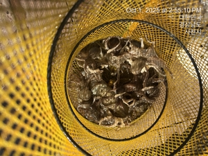 내일 쭈꾸미 출조확정 !! 갑돌이 출조확정 선상낚시로 잡은 물고기 조황