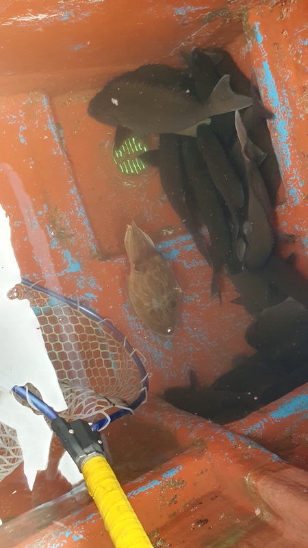 제주 부영호의 조황일지 이미지 - 8