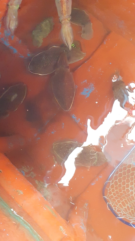 제주 부영호의 조황일지 이미지 - 9