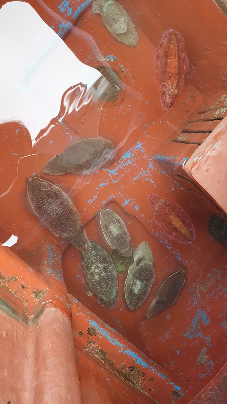 제주 부영호의 조황일지 이미지 - 10