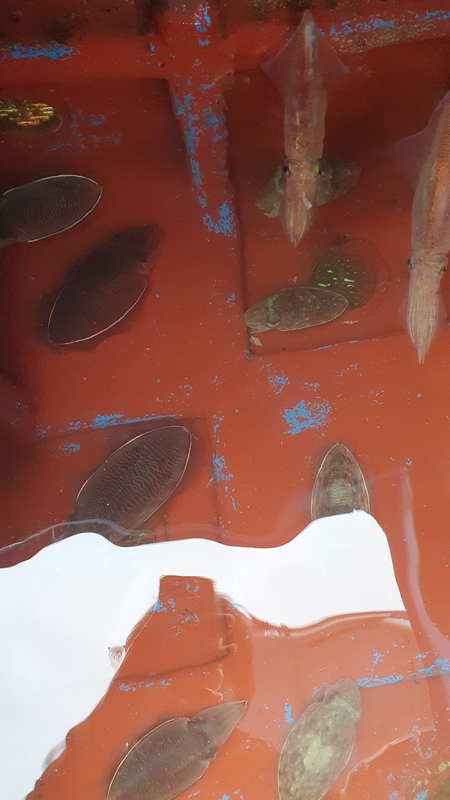 제주 부영호의 조황일지 이미지 - 11