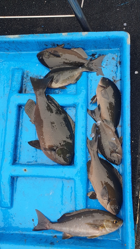 제주 부영호의 조황일지 이미지 - 2