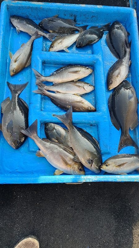 제주 부영호의 조황일지 이미지 - 0