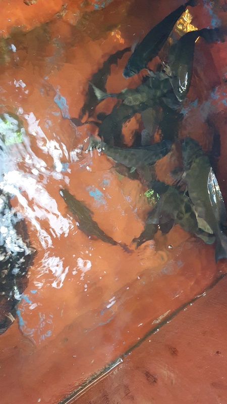 제주 부영호의 조황일지 이미지 - 1