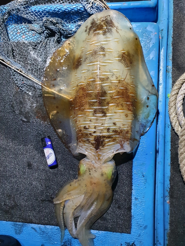 해당 선사를 대표하는 이미지