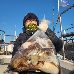 1월27일 제주 갑오징어 조황입니다 선상낚시로 잡은 물고기 조황