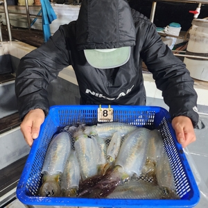 무늬오징어 팁러조황입니다 선상낚시로 잡은 물고기 조황