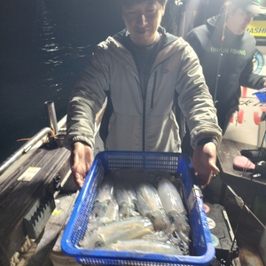 제주엔에스호 무늬오징어 팁런 조황 입니다 선상낚시로 잡은 물고기 조황