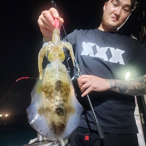 27일 제주엔에스호 팁런 조황입니다 선상낚시로 잡은 물고기 조황
