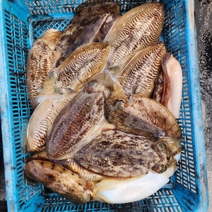 1월29일 제주 갑오징어 조황입니다 선상낚시로 잡은 물고기 조황