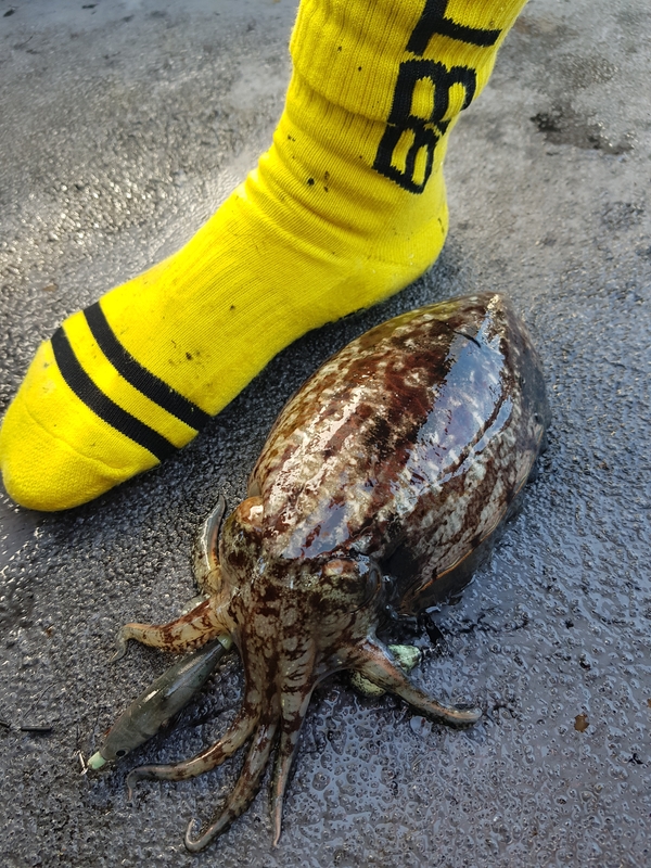 해당 선사를 대표하는 이미지