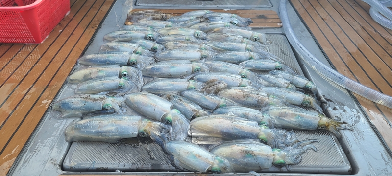 해당 선사를 대표하는 이미지