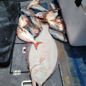 6월25일 무창포 페가수스호 참돔타이라바 오전반 선상낚시로 잡은 물고기 조황