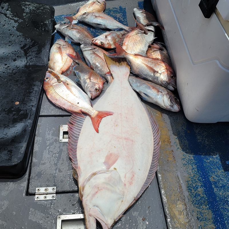 무창포 페가수스호의 조황일지 이미지 - 0