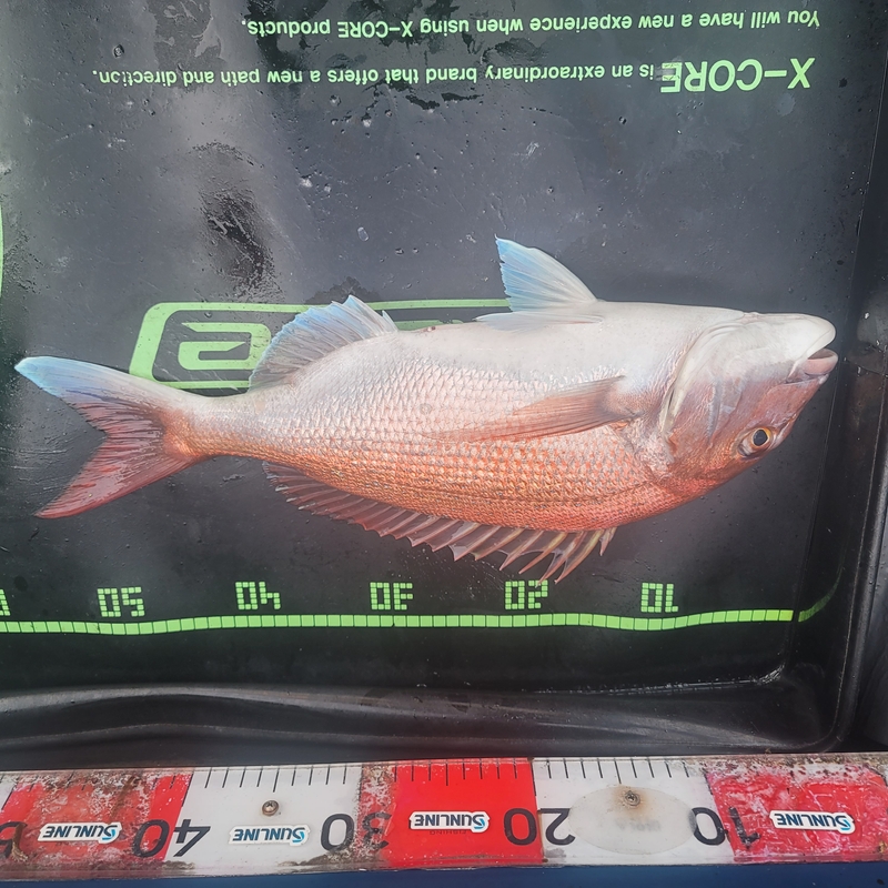 무창포 페가수스호의 조황일지 이미지 - 5