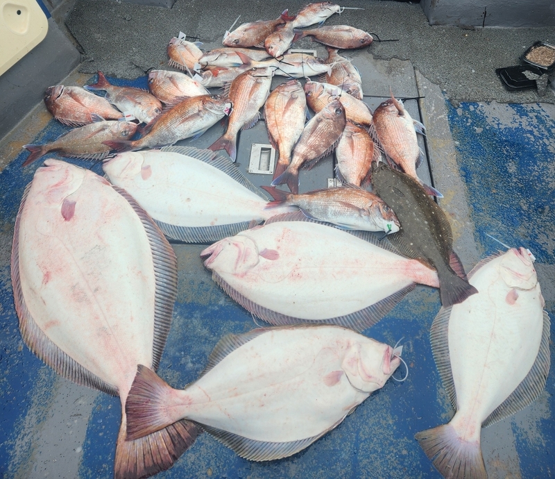 무창포 페가수스호의 조황일지 이미지 - 10