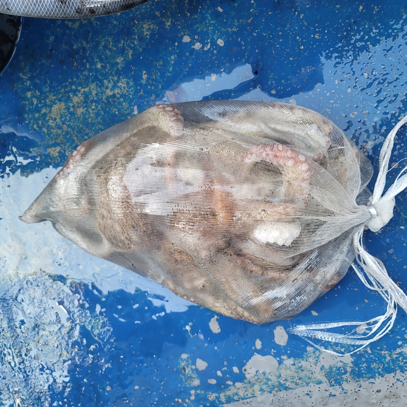 무창포 페가수스호의 조황일지 이미지 - 7