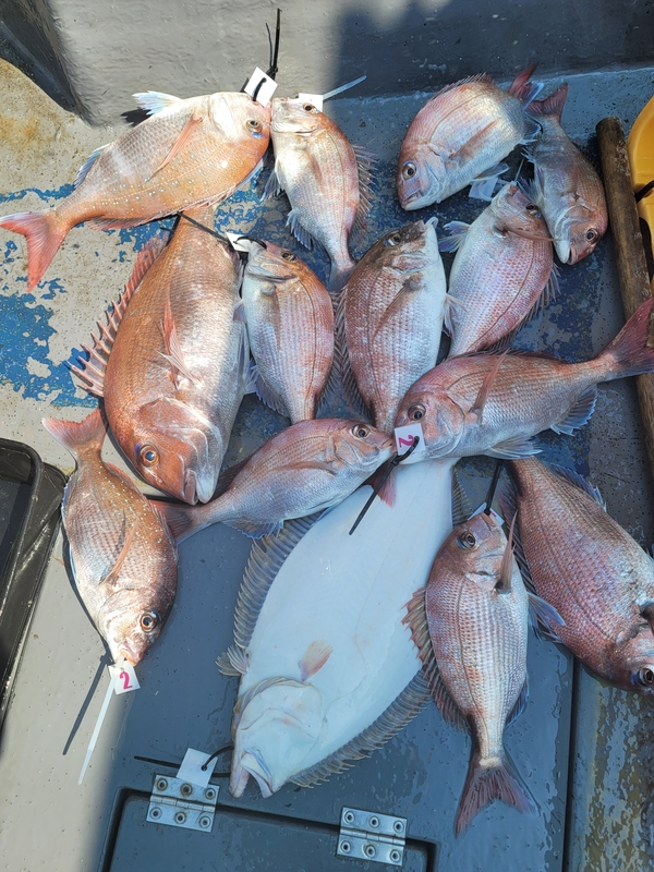 무창포 페가수스호의 조황일지 이미지 - 5