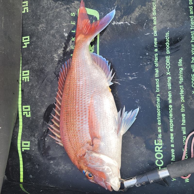 무창포 페가수스호의 조황일지 이미지 - 8