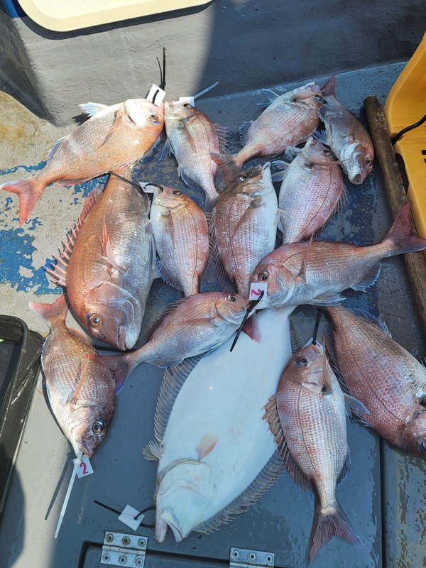 무창포 페가수스호의 조황일지 이미지 - 4