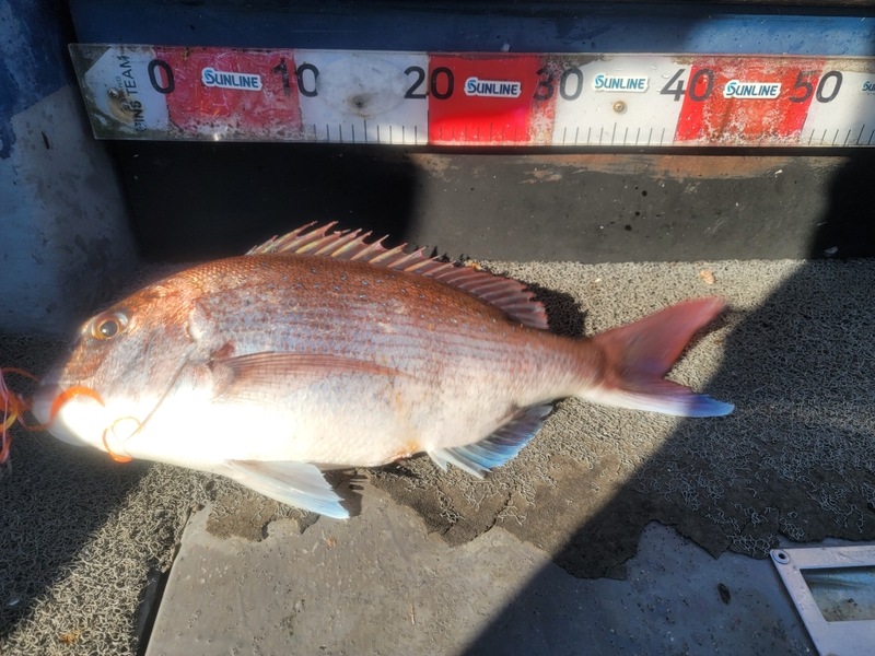 무창포 페가수스호의 조황일지 이미지 - 11