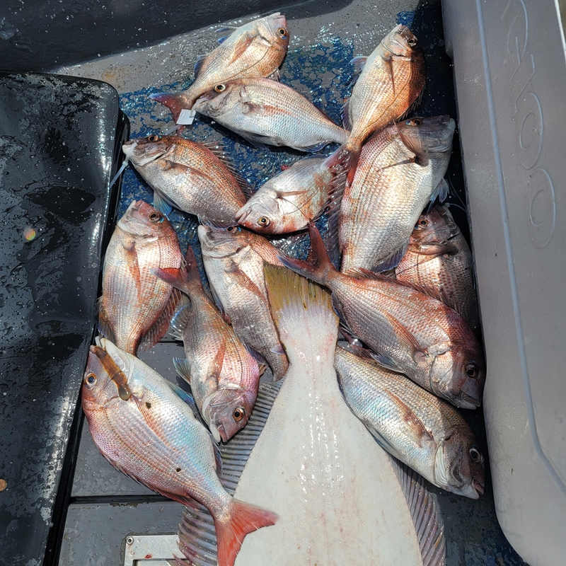 무창포 페가수스호의 조황일지 이미지 - 1