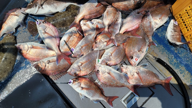 무창포 페가수스호의 조황일지 이미지 - 1