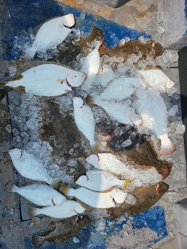 무창포 페가수스호의 조황일지 이미지 - 2