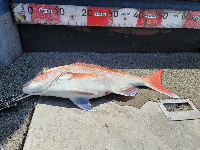 무창포 페가수스호의 조황일지 이미지 - 10