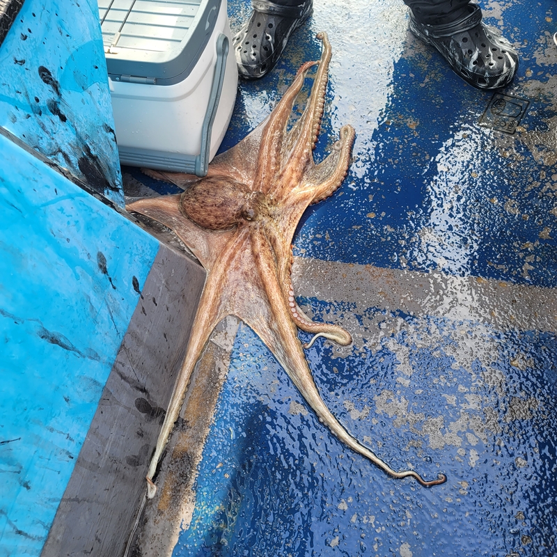 무창포 페가수스호의 조황일지 이미지 - 10