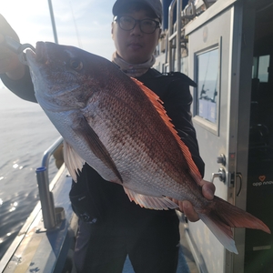 6월21일 무창포 페가수스호 참돔타이라바 오전반 4인조황 선상낚시로 잡은 물고기 조황