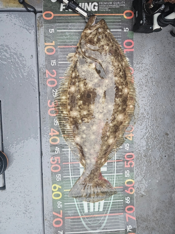 무창포 페가수스호의 조황일지 이미지 - 1