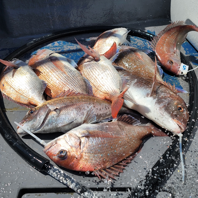 무창포 페가수스호의 조황일지 이미지 - 1