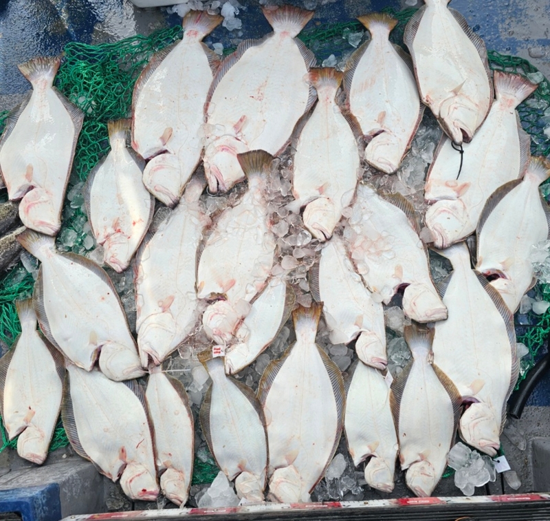 무창포 페가수스호의 조황일지 이미지 - 16