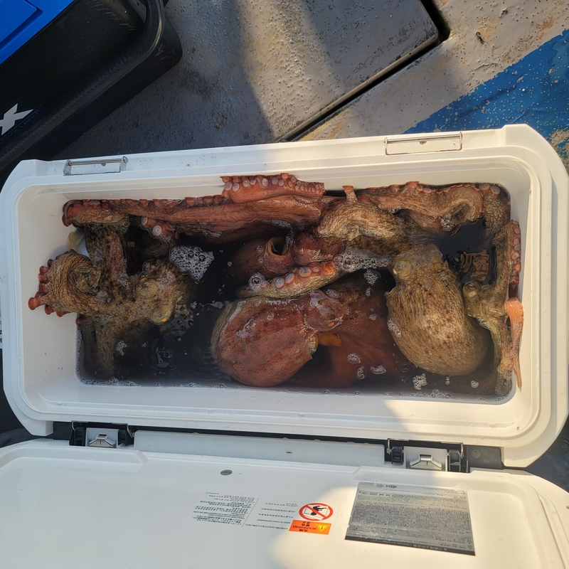 무창포 페가수스호의 조황일지 이미지 - 8