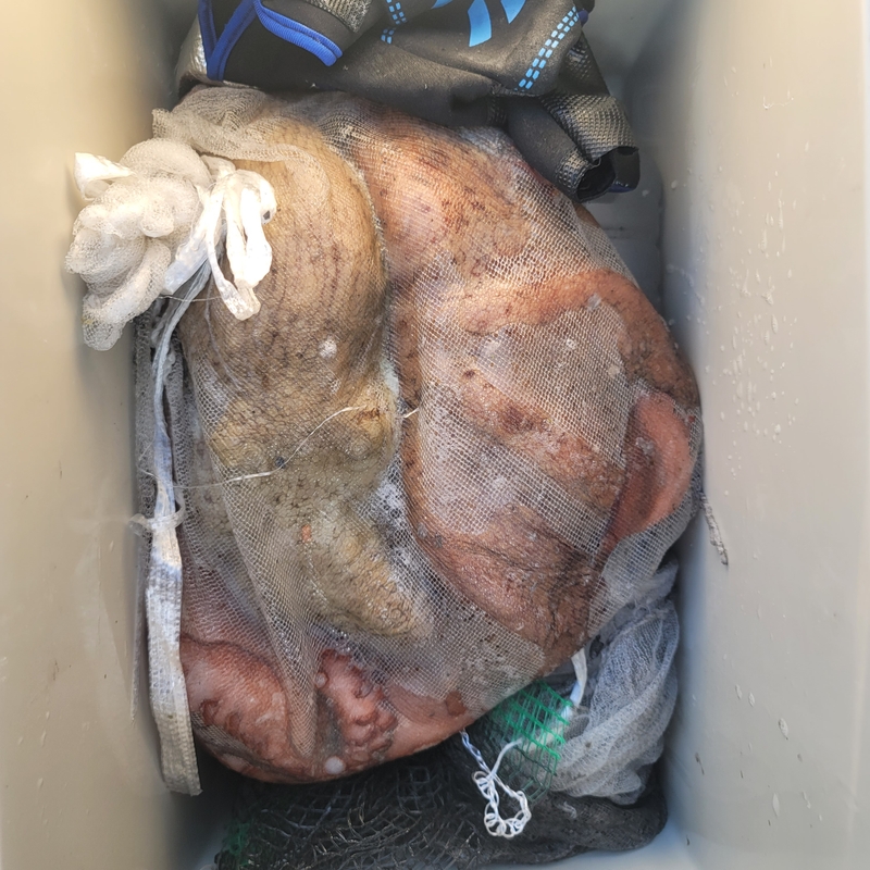 무창포 페가수스호의 조황일지 이미지 - 3