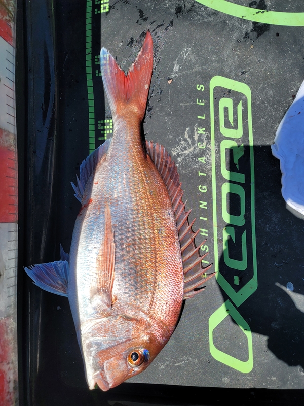 무창포 페가수스호의 조황일지 이미지 - 3