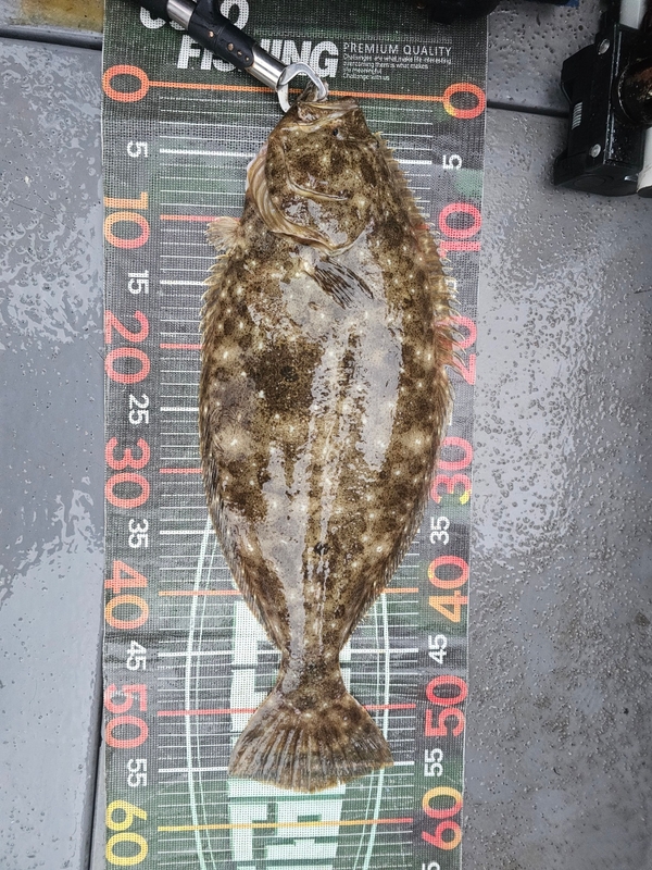 무창포 페가수스호의 조황일지 이미지 - 3