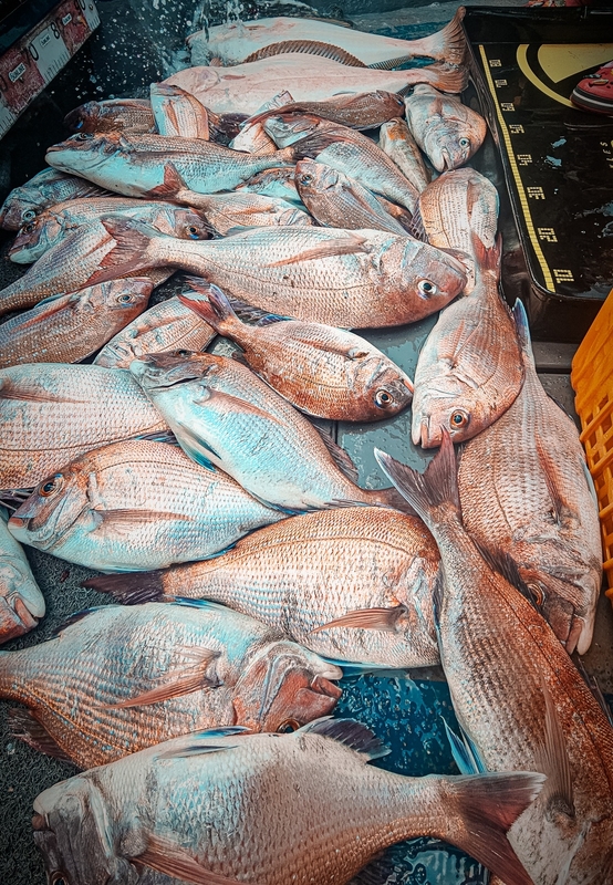 무창포 페가수스호의 조황일지 이미지 - 1