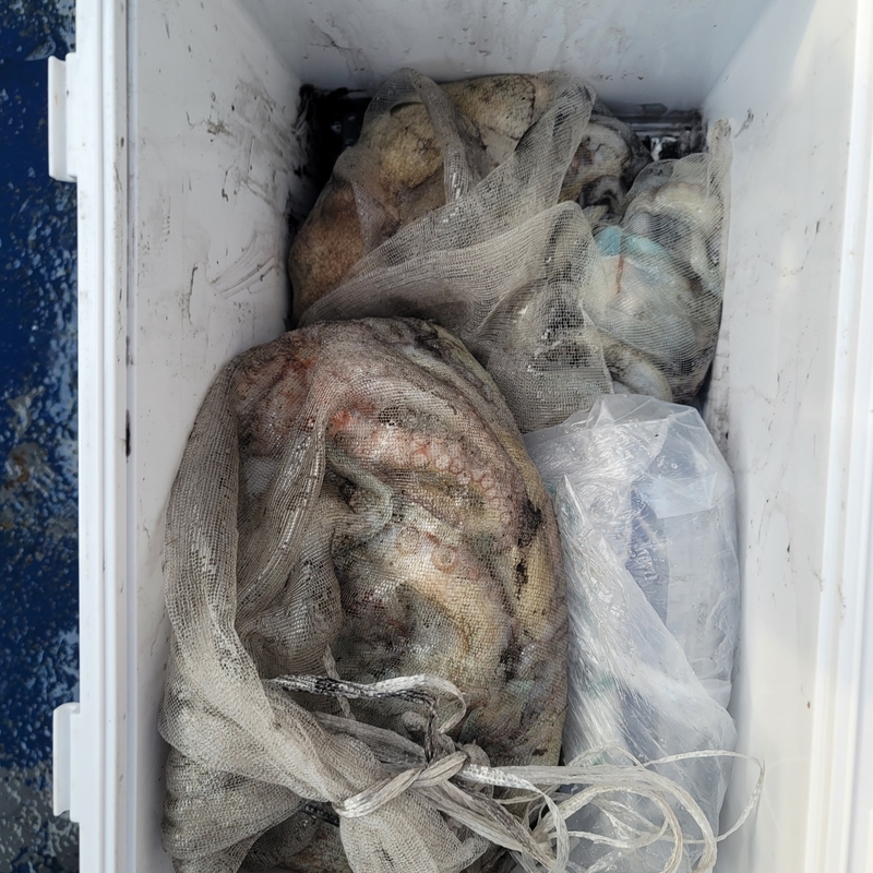 무창포 페가수스호의 조황일지 이미지 - 1