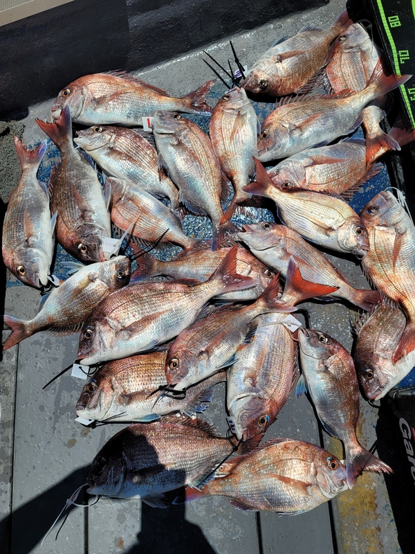 무창포 페가수스호의 조황일지 이미지 - 1