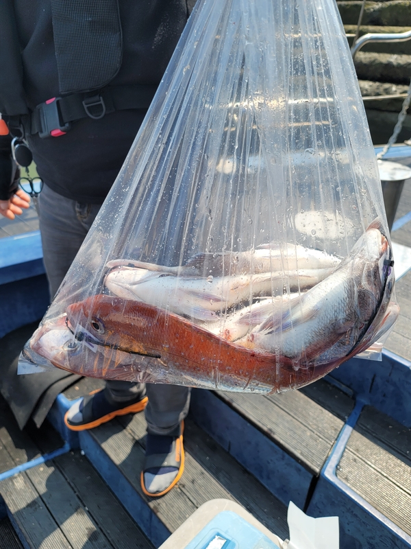 무창포 페가수스호의 조황일지 이미지 - 5