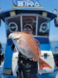 6월3일 무창포 페가수스호 참돔타이라바 조황 선상낚시로 잡은 물고기 조황