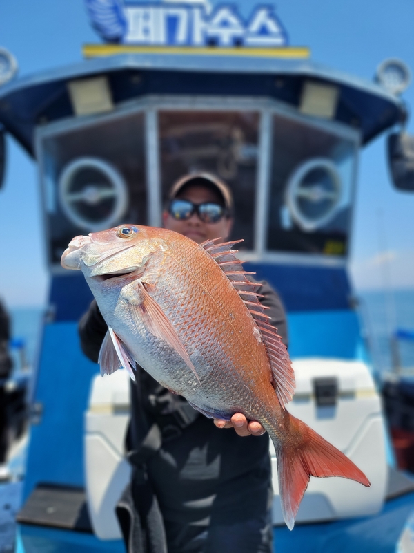 무창포 페가수스호의 조황일지 이미지 - 0