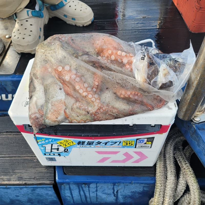 무창포 페가수스호의 조황일지 이미지 - 8