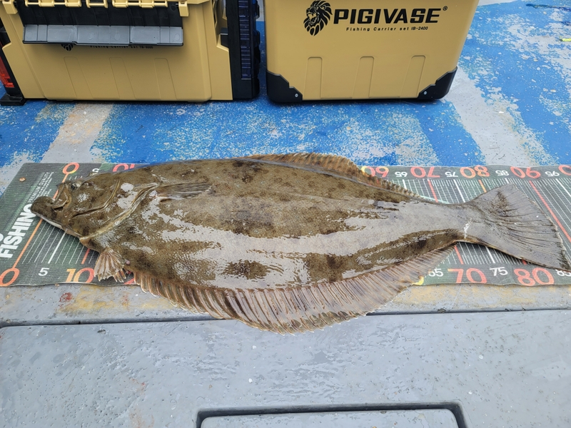 무창포 페가수스호의 조황일지 이미지 - 8